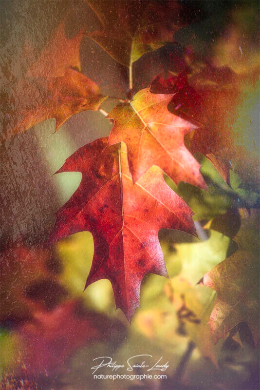 Feuille de chêne en automne