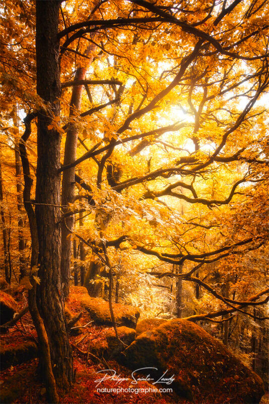 Arbre jaune en forêt