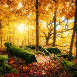 Rochers et mousse verte