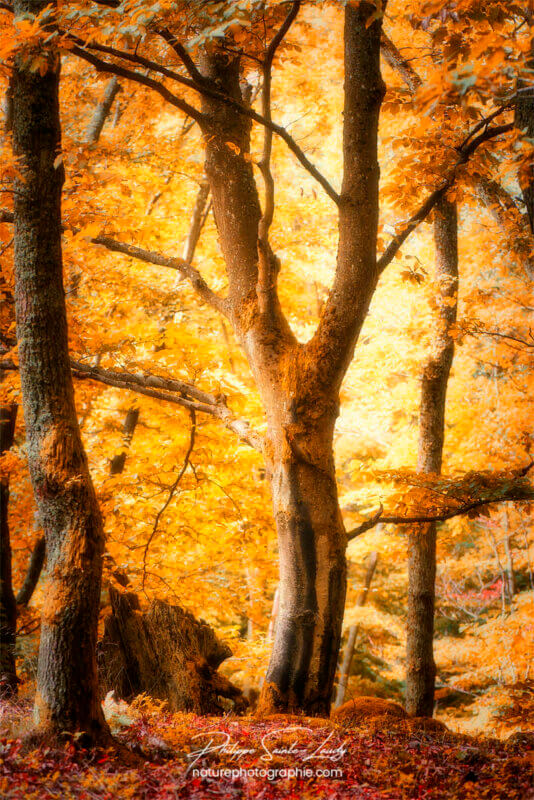 Feuilles jaunes en forêt