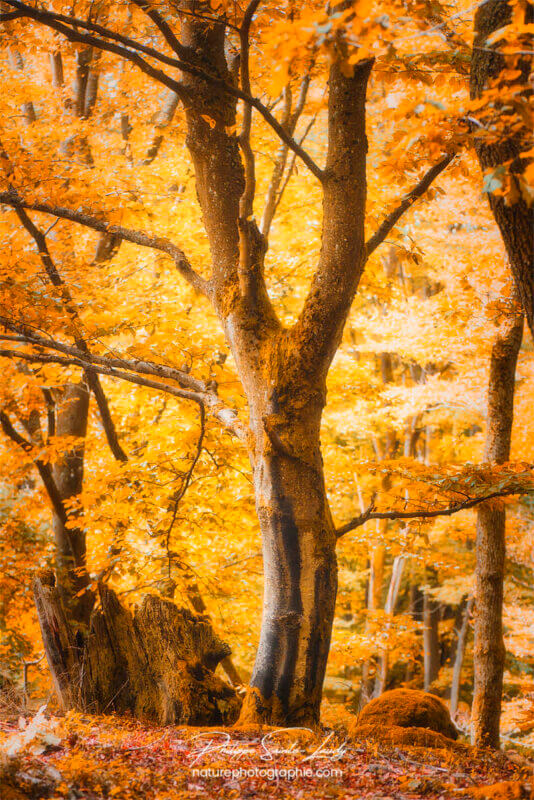 Couleurs d'automne en forêt