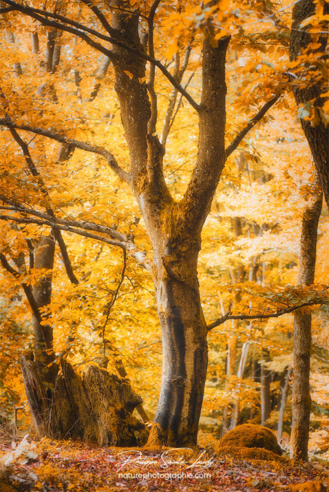 Couleurs d'automne en forêt
