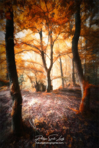 Sous-bois en automne