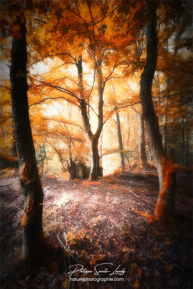 Sous-bois en automne