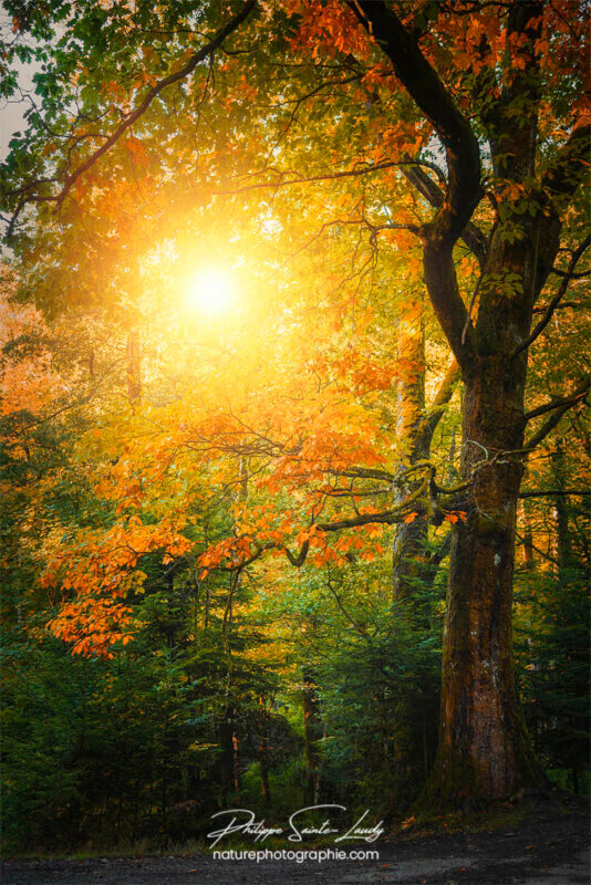 Le soleil traverse une forêt en automne