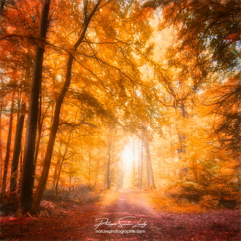 Chemin dans une forêt en automne