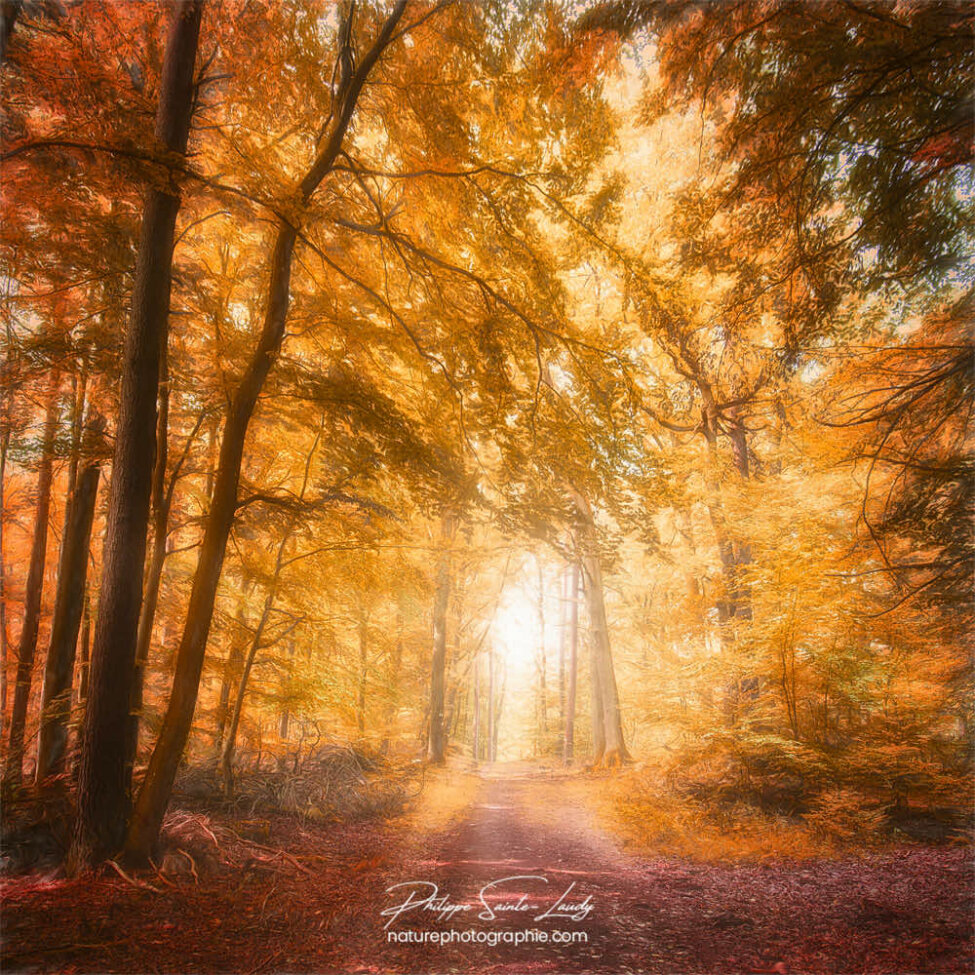Chemin dans une forêt en automne