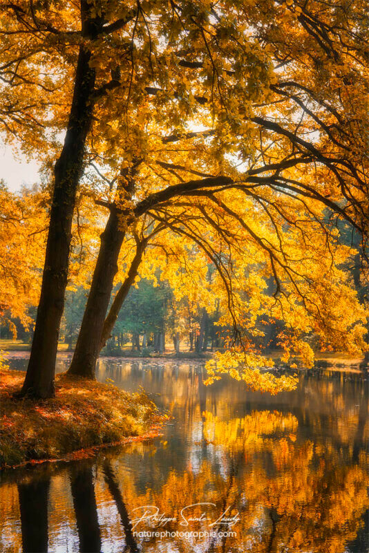 Arbres jaunes au bord d'un étang