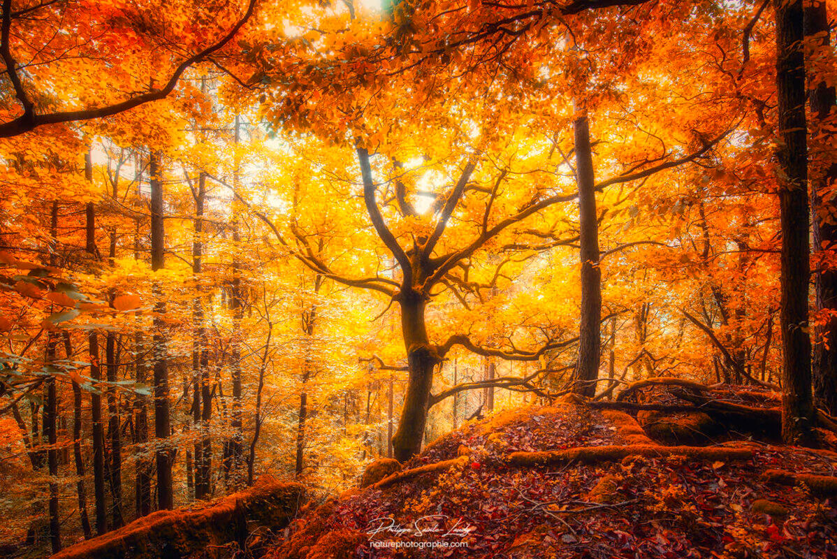 Un arbre en automne