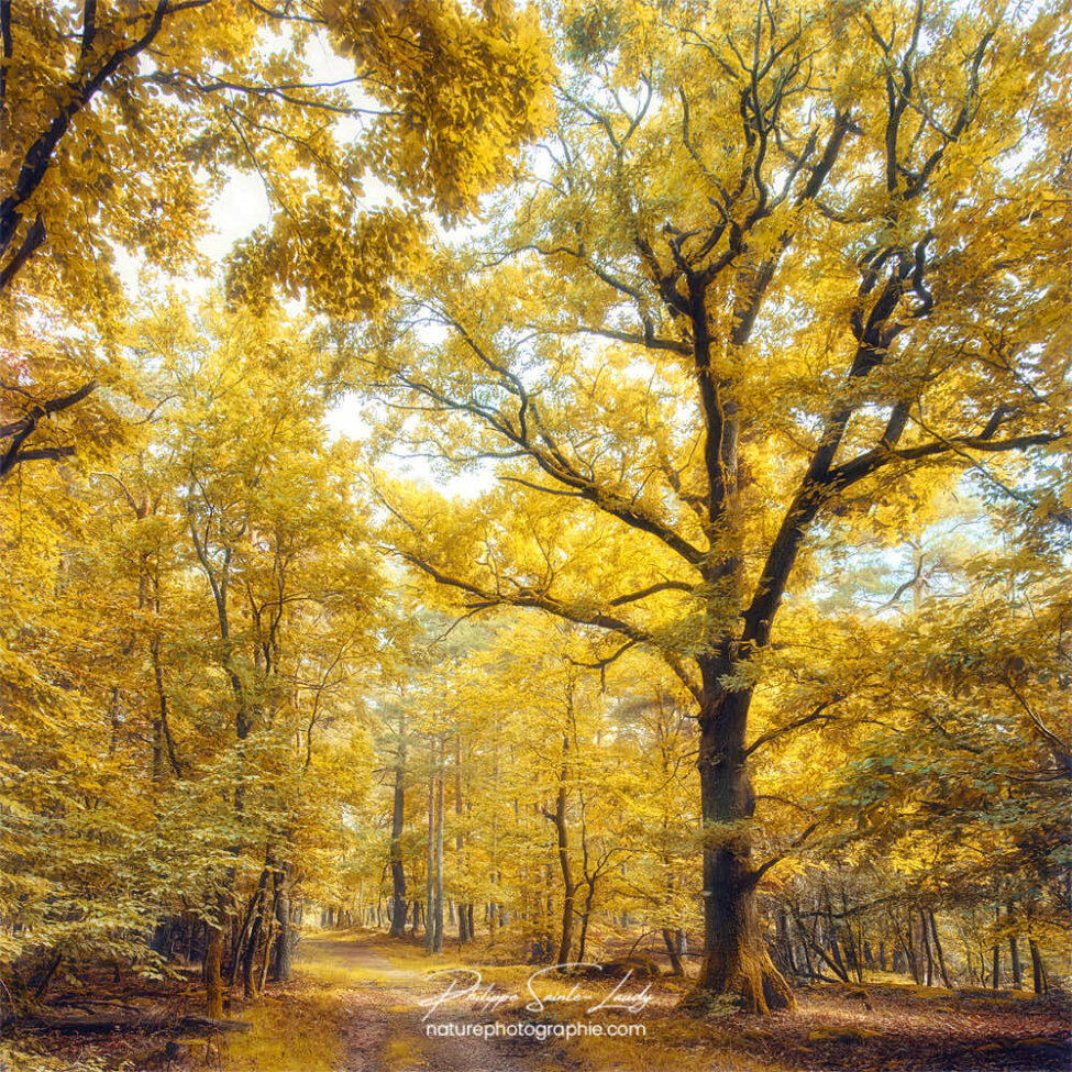 Un arbre aux couleurs de l'automne