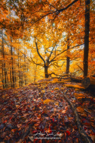 Forêt en automne - Alsace