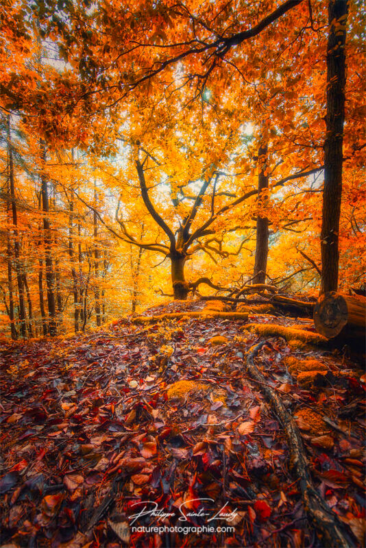 Forêt en automne - Alsace