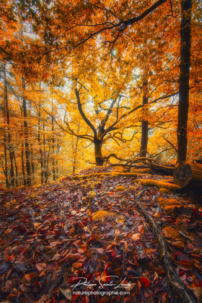 Forêt en automne - Alsace