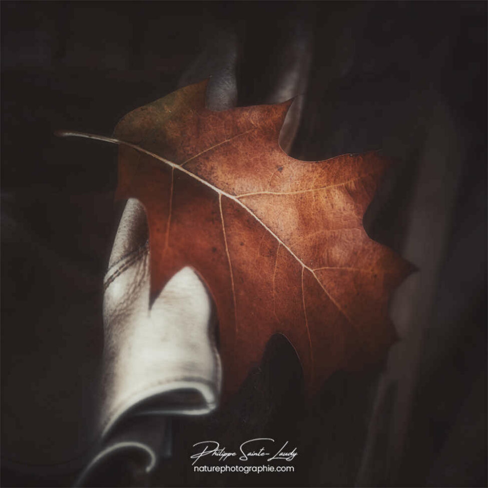 Feuille de chêne en automne