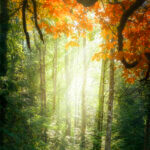 Lumière dans une forêt en automne