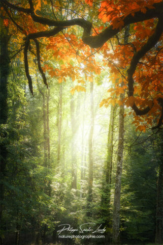 Lumière dans une forêt en automne