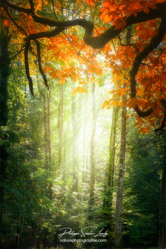 Lumière dans une forêt en automne
