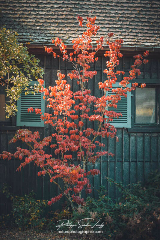 Automne nostalgique