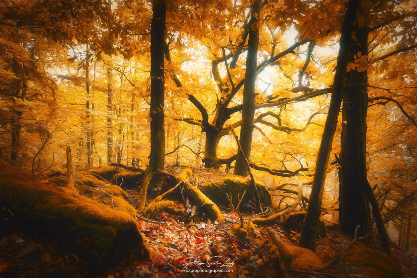 Sous-bois en automne