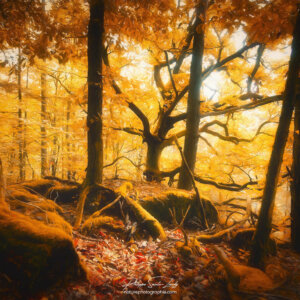 Sous-bois en automne