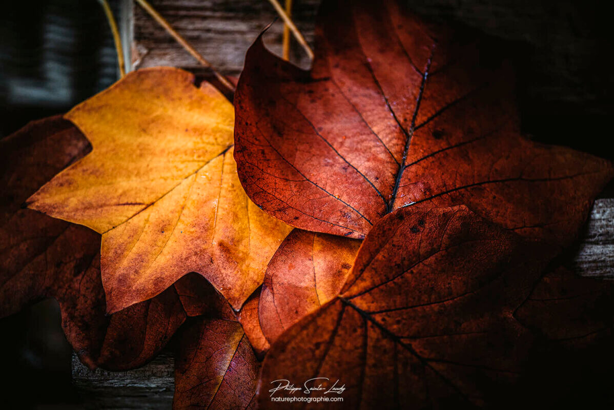 Feuilles d'automne en gros plan