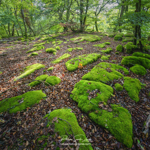 Pierres recouvertes de mousse verte