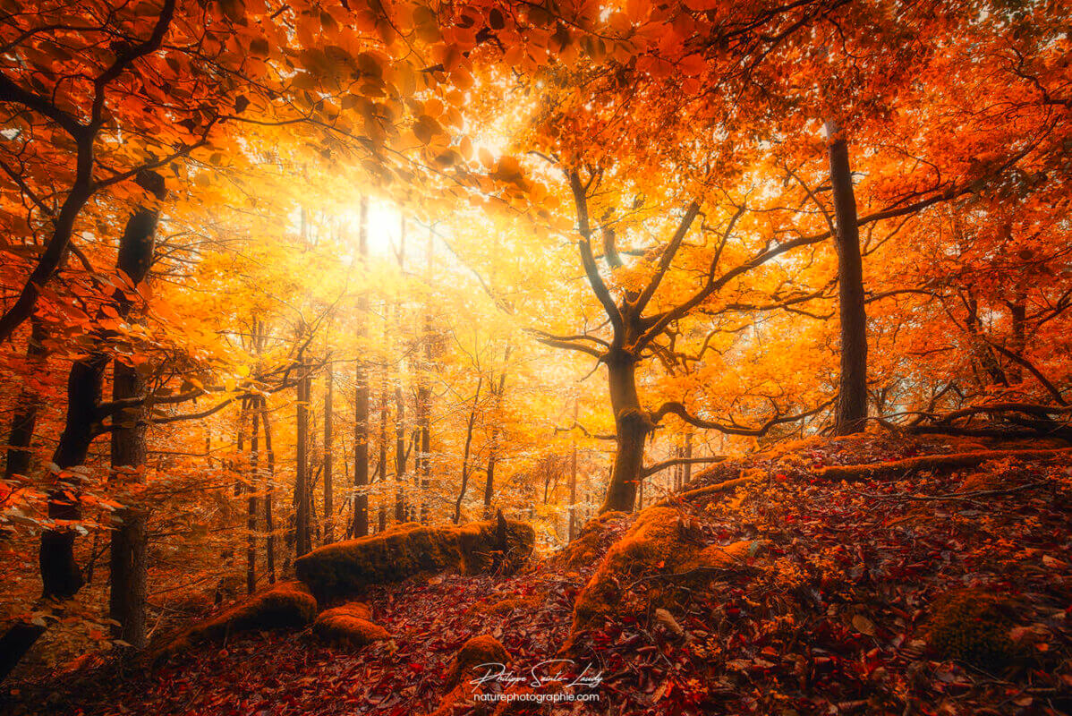 Lumière dans une forêt en automne