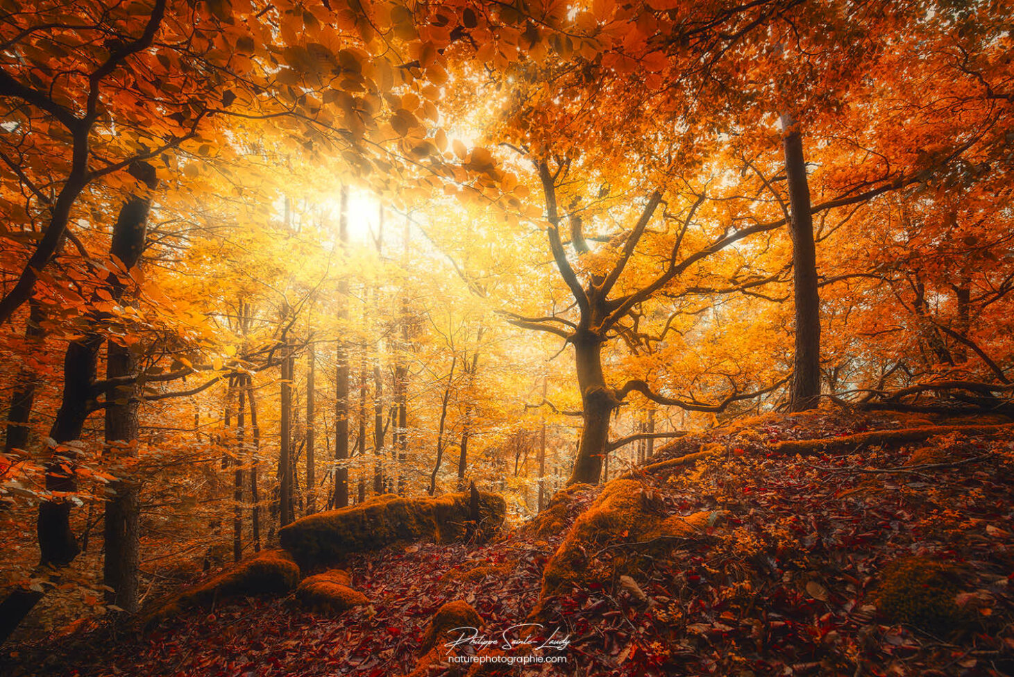 Lumière dans une forêt en automne