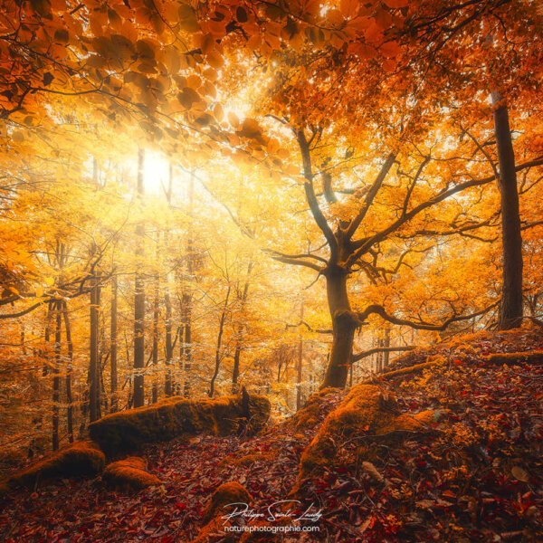 Lumière dans une forêt en automne