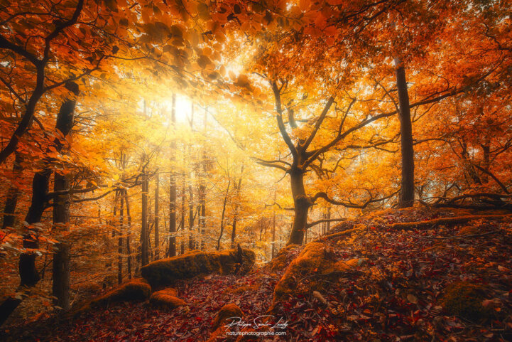 Lumière dans une forêt en automne