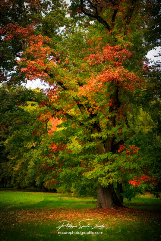 Chêne au début de l'automne