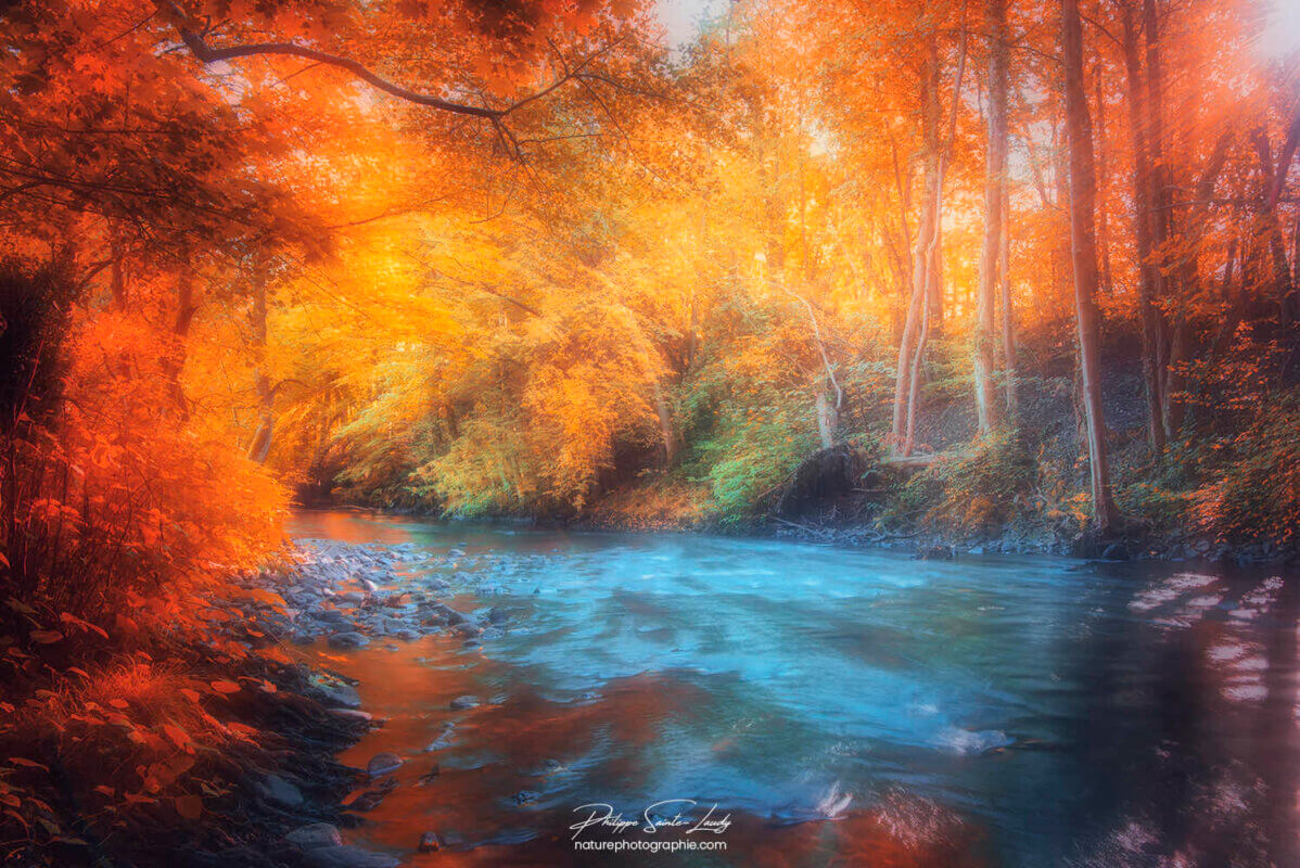 Cours d'eau dans une forêt en automne