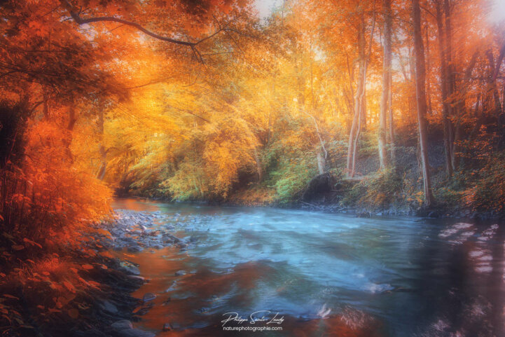 Cours d'eau dans une forêt en automne