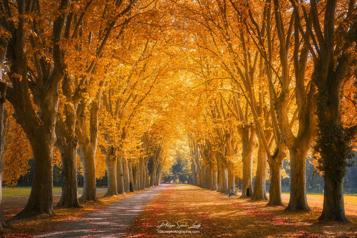 Allée de platanes en automne