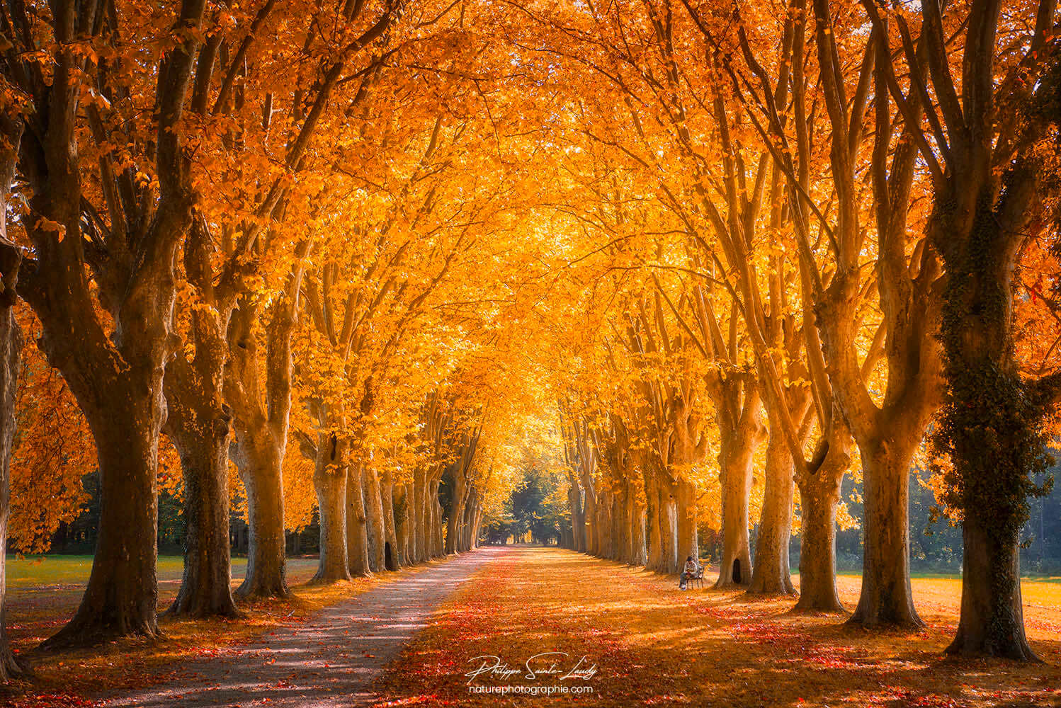 Allée de platanes en automne