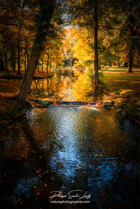 Petite rivière en forêt