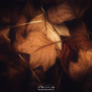 Chlorophyll Fade Feuilles de Tulipier de Virginie