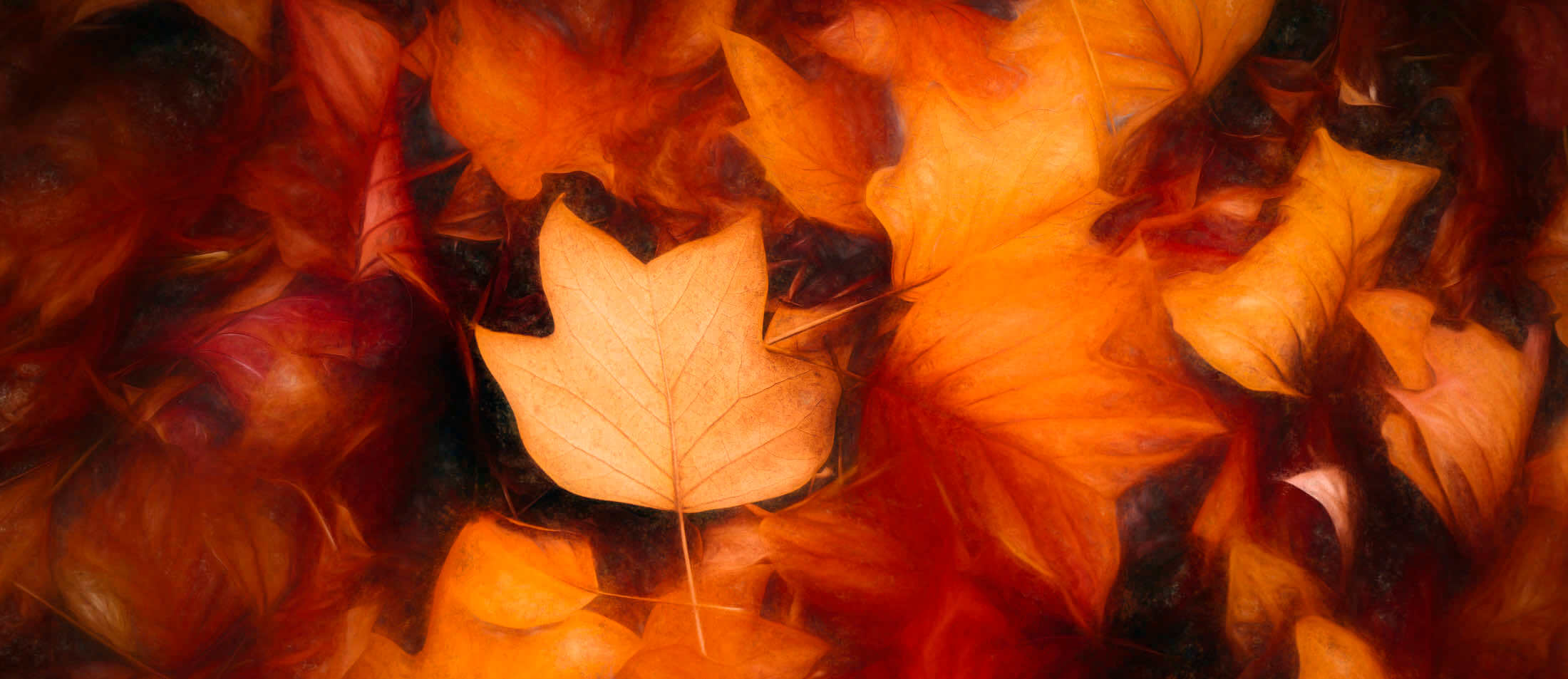 Des photos d'automne en Alsace