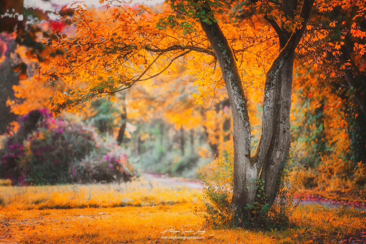 Arbre orange en automne