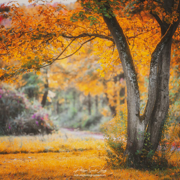 Last Dawn Of Fall Arbre orange en automne