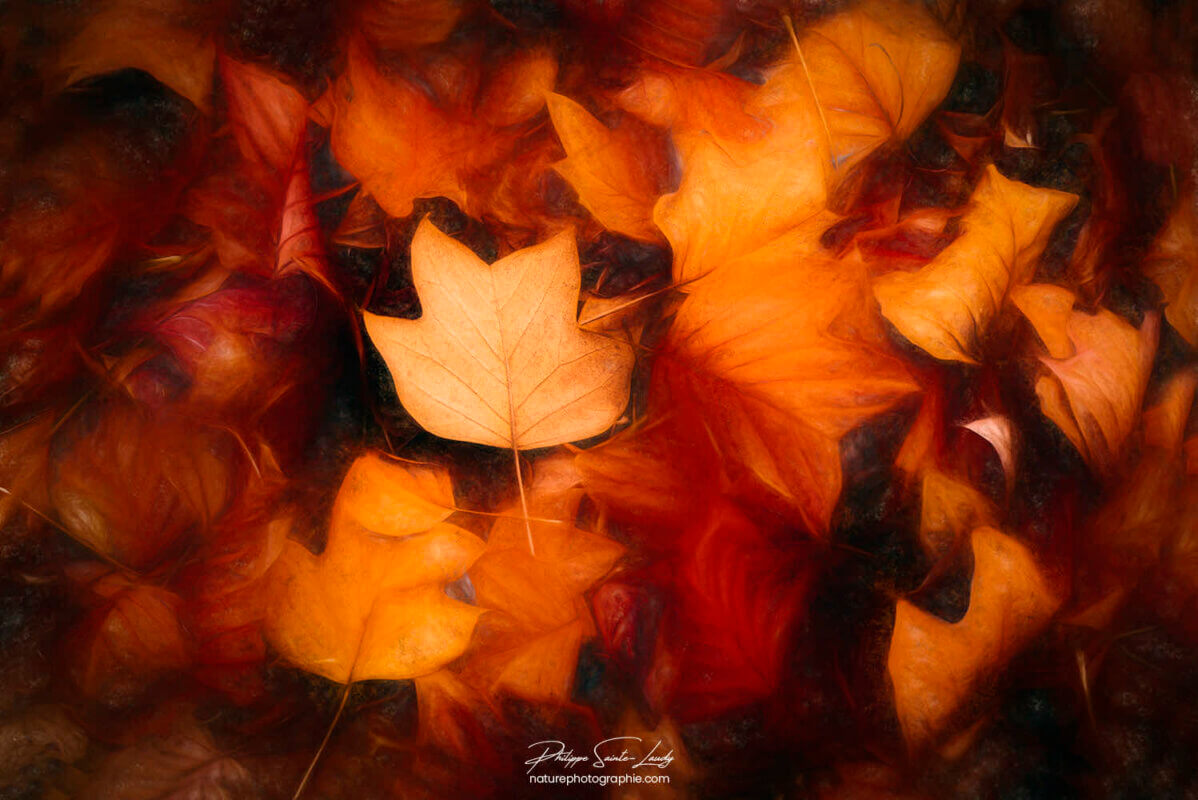 Feuilles colorées en automne