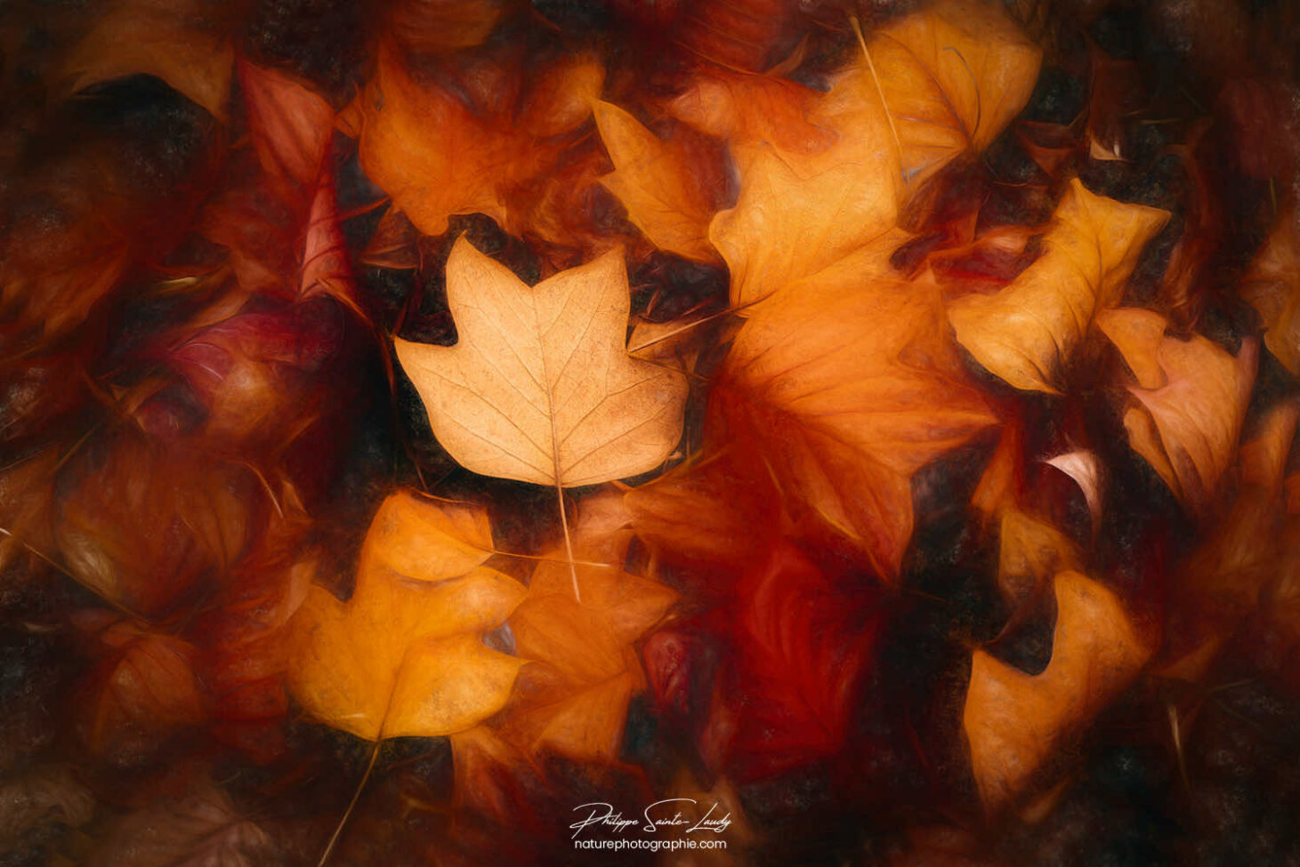 Feuilles colorées en automne