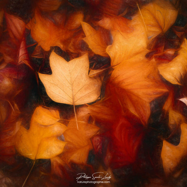 Leaf Colored Autumn Painting Feuilles colorées en automne