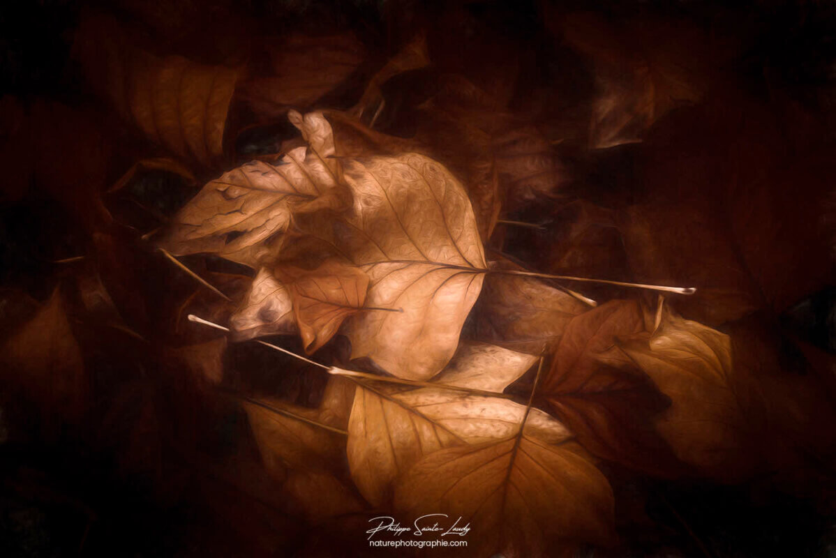 Feuilles en automne