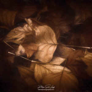 Leaves and Leaves Feuilles en automne