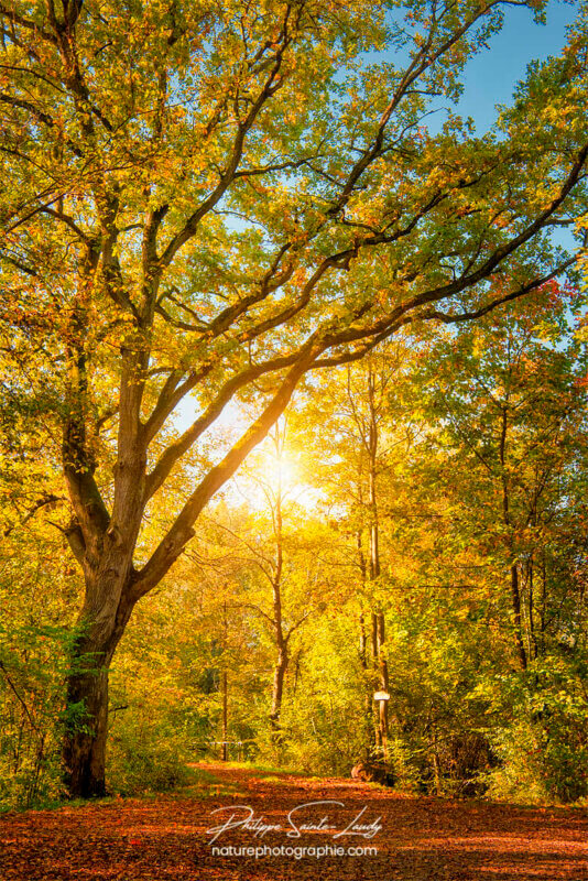 Forêt jaune