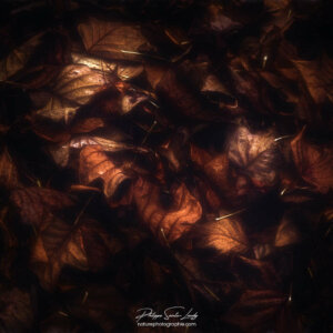 Lightcatcher Feuilles mortes