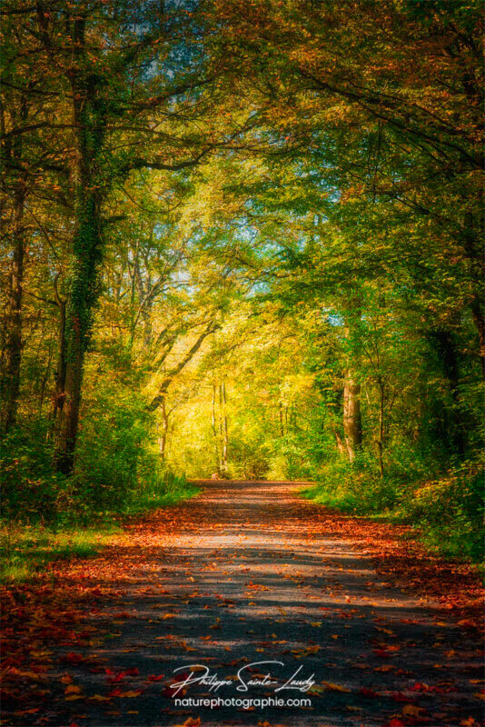 Chemin en forêt