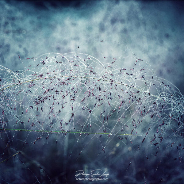 Nothing but the Blues Graminées en automne