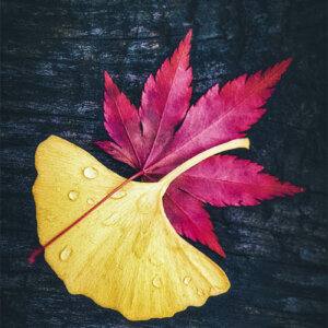 Over Me Feuilles de ginkgo et d'érable